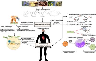 The Role of Natural Products in Targeting Cardiovascular Diseases via Nrf2 Pathway: Novel Molecular Mechanisms and Therapeutic Approaches